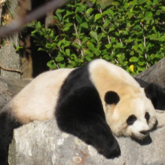 Zloy_panda_