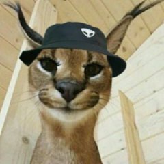 Dablson