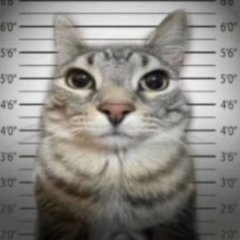 Dragon_bro22