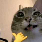 N0z3x
