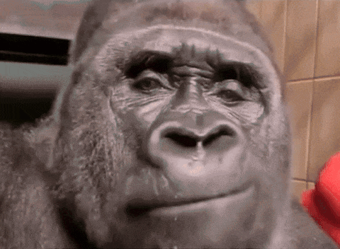 sunchaser-monkey.gif