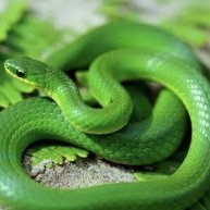 Snake179889